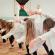 Eine Gruppe von Personen führt in einer Turnhalle ein gemeinsames Fitness- oder Tanztraining durch.